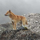 Photo of a Highland wild dog taken in 2020.